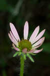 Tennessee purple coneflower